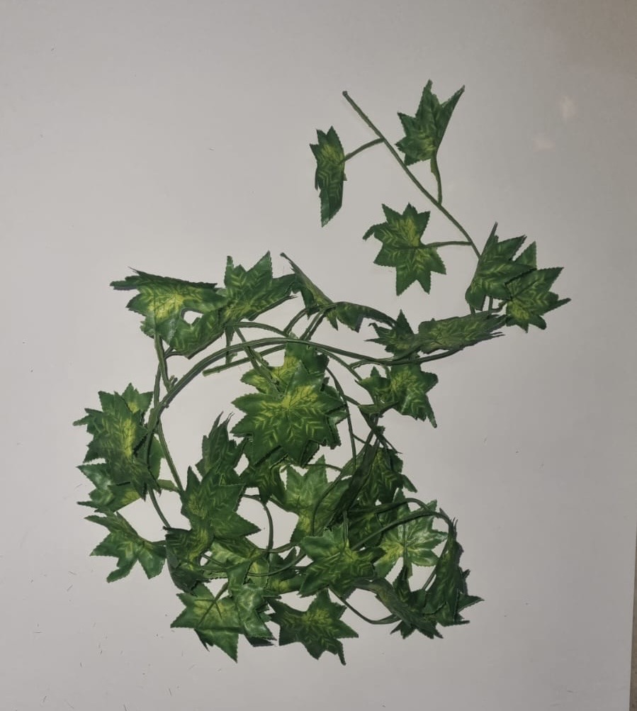 Ivy Vine